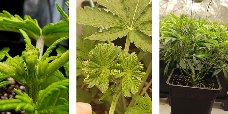 Hvorfor fimme cannabis?