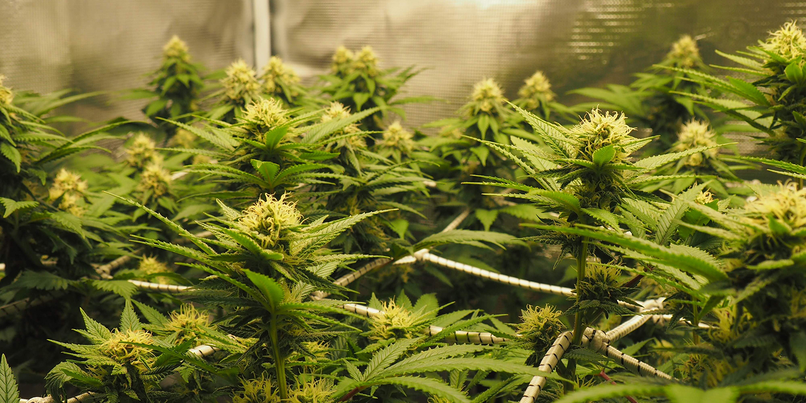 Valg af cannabissort til ScrOG Choosing a cannabis strain for ScrOG