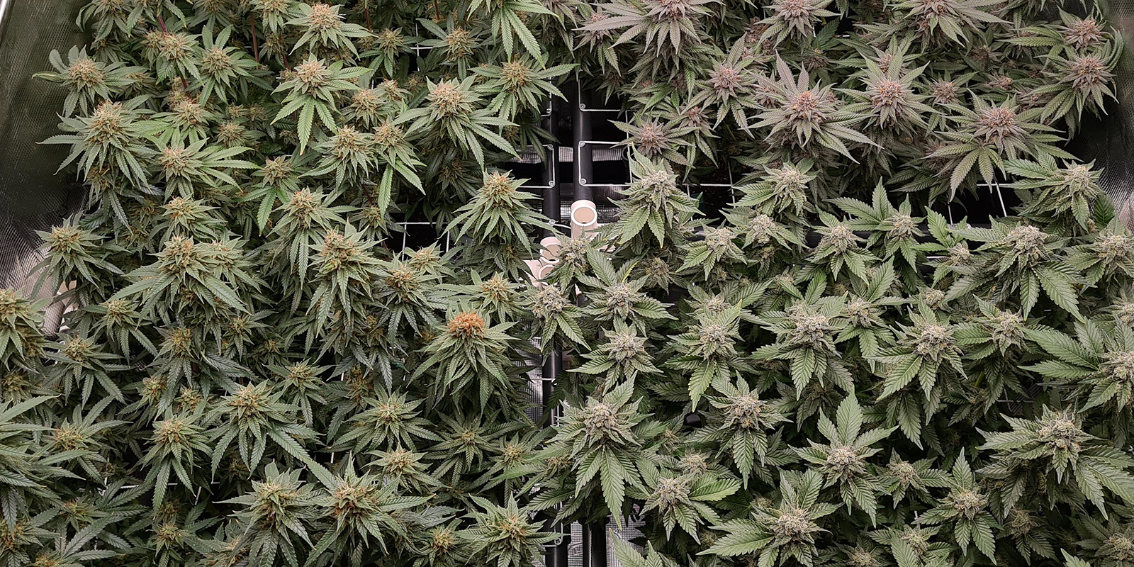 Klar til ScrOG? Omsæt viden til resultater Ready to ScrOG? Turn knowledge into results
