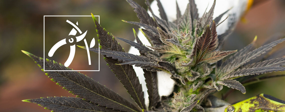 Sådan høster du cannabisplanter Sådan høster du cannabisplanter