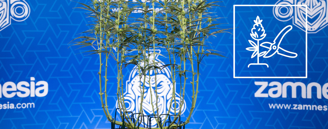 Sådan lollipopper du cannabis How to lollipop cannabis