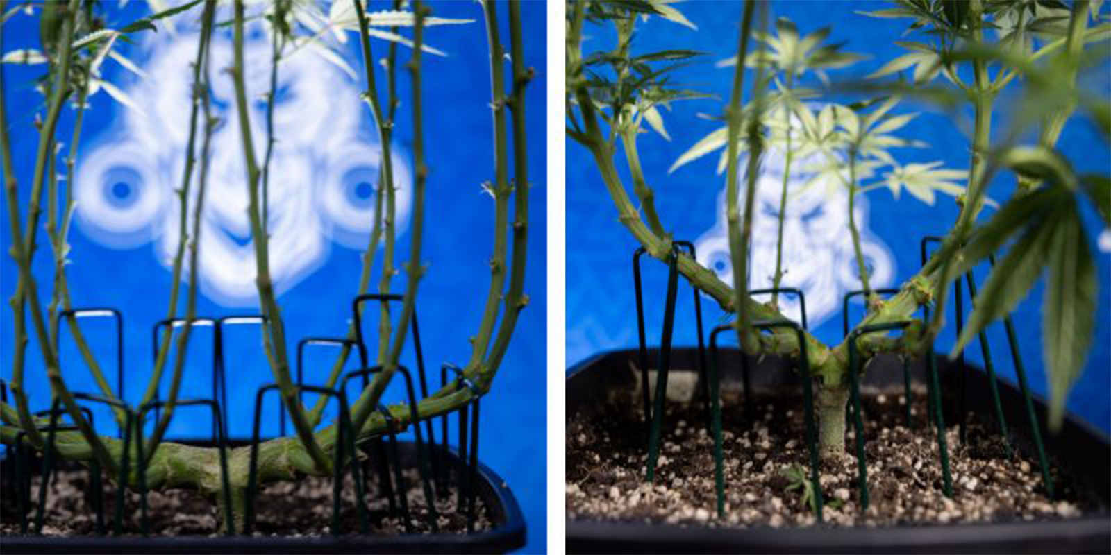 Lollipopping vs defoliation Lollipopping vs defoliation