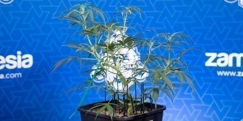 Tegn på, at din plante er klar Signs your plant is ready