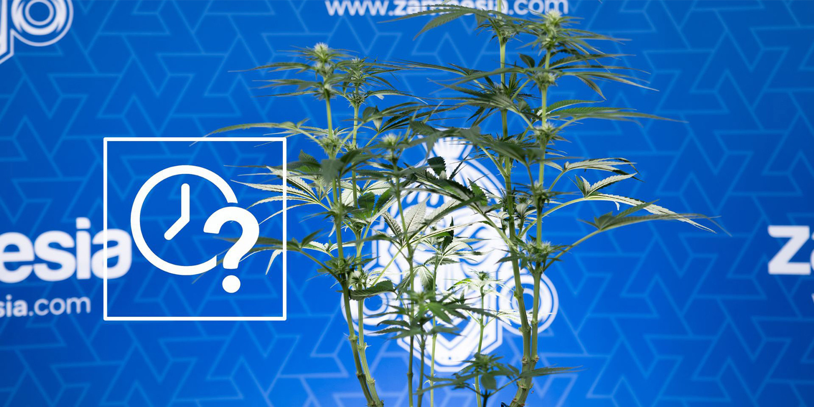 Hvornår man skal lollipopping af cannabis Hvornår man skal lollipopping af cannabis