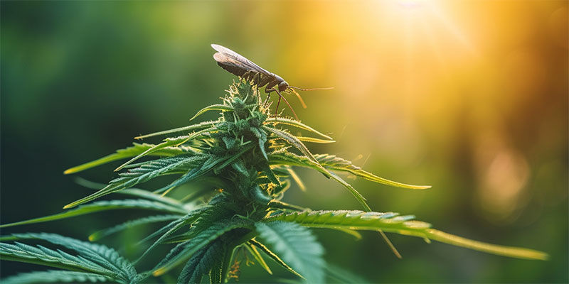 En naturlig tilgang til skadedyrsbekæmpelse i cannabis En naturlig tilgang til skadedyrsbekæmpelse i cannabis