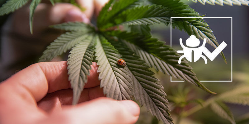 Insekter, der kan hjælpe dig med at dyrke bedre cannabis Insekter, der kan hjælpe dig med at dyrke bedre cannabis