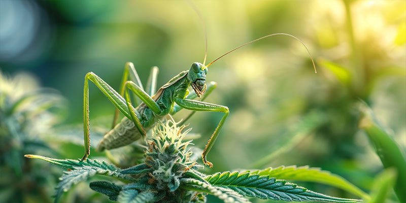 Knæler Praying Mantis