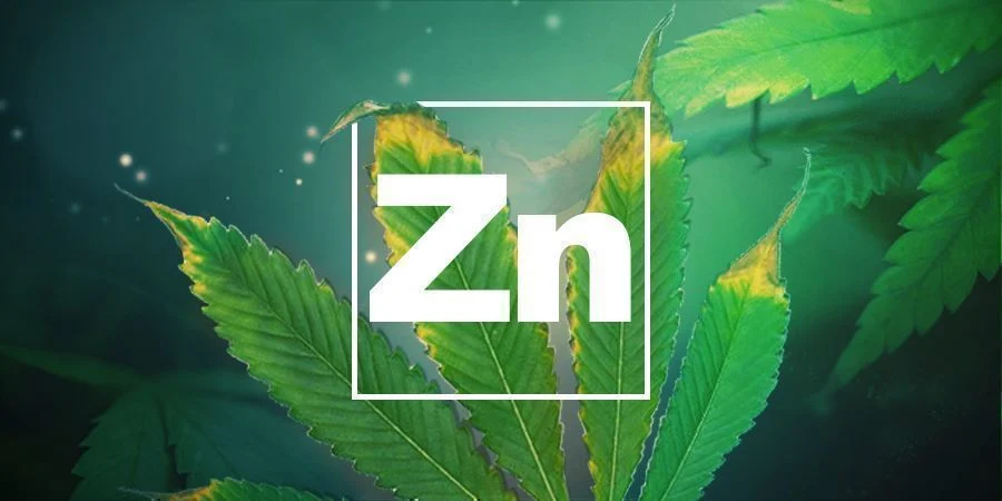 Zinkmangel Zinkmangel