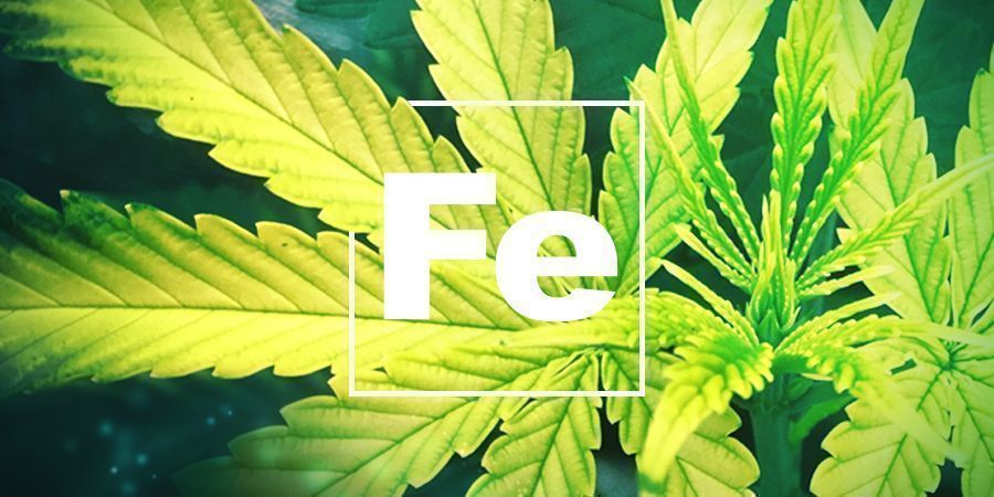 Jernmangel Iron Deficiency