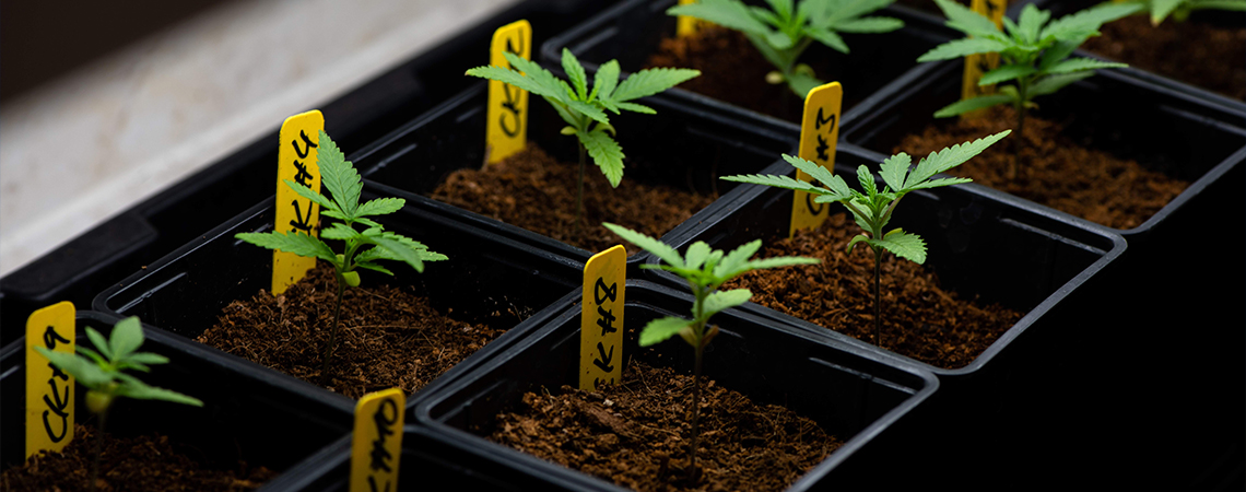 Kimplante Seedling