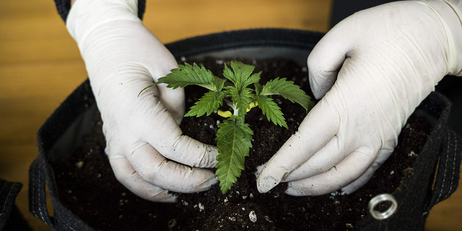 Hvor længe varer cannabisplantens kimplantefase? Hvor længe varer cannabisplantens kimplantefase?