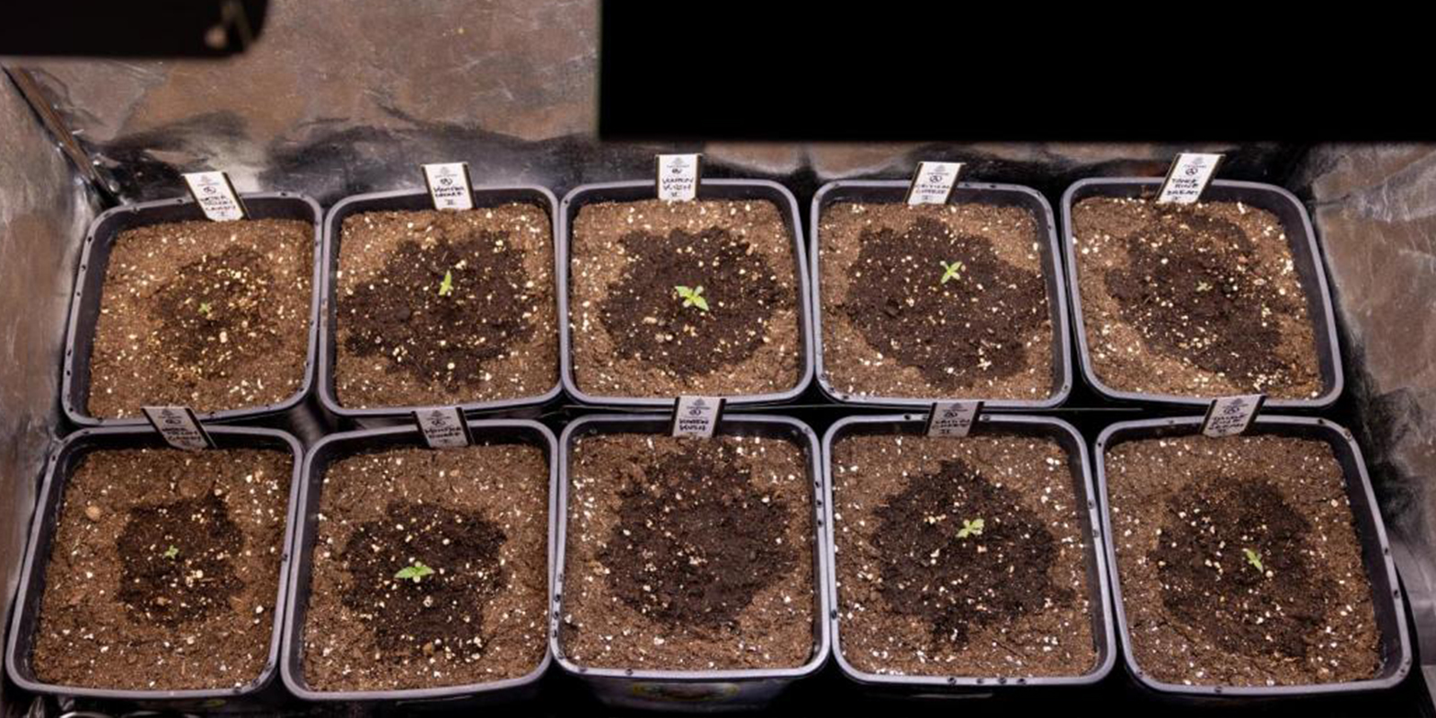 Hvor ofte skal man vande cannabis-kimplanter How often to water cannabis seedlings