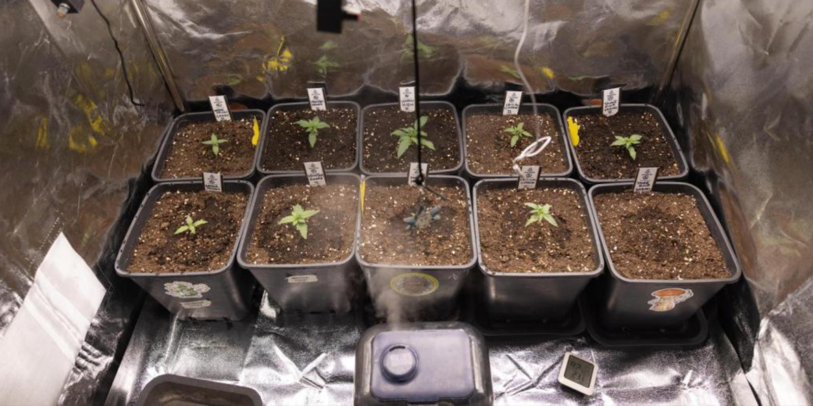 Luftfugtighed og temperatur for cannabis-kimplanter Luftfugtighed og temperatur for cannabis-kimplanter