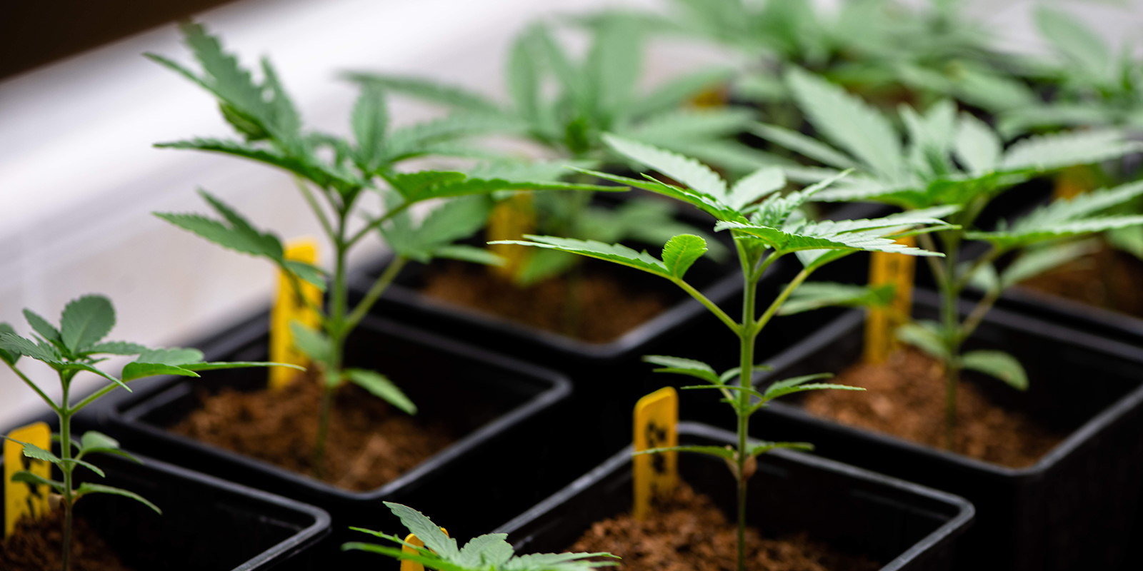 Vigtigste pointer til at dyrke sunde cannabis-kimplanter Vigtigste pointer til at dyrke sunde cannabis-kimplanter
