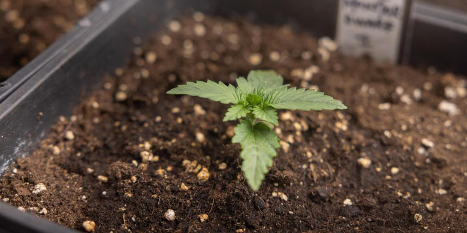 Næringsstoffer til cannabis-kimplanter Næringsstoffer til cannabis-kimplanter