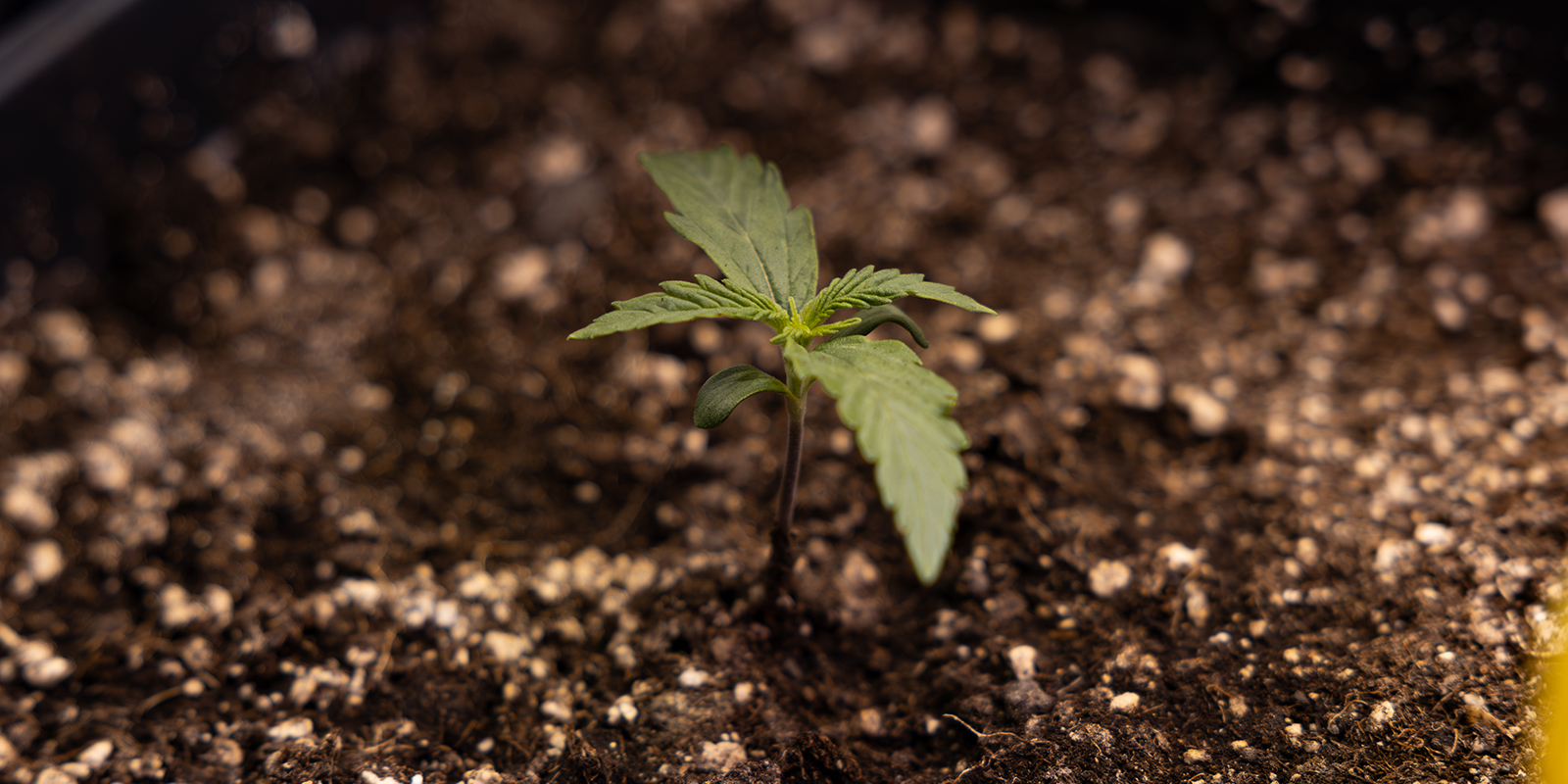 Hvad er en cannabis-kimplante? Hvad er en cannabis-kimplante?