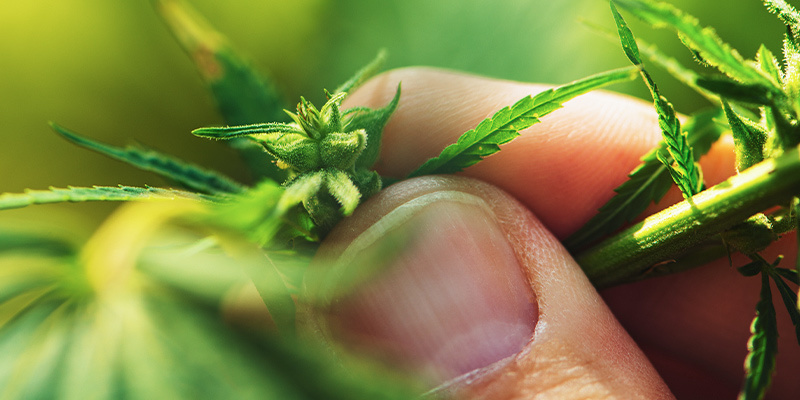 Kønsbestemmelse af cannabisplanter i den vegetative fase Kønsbestemmelse af cannabisplanter i den vegetative fase