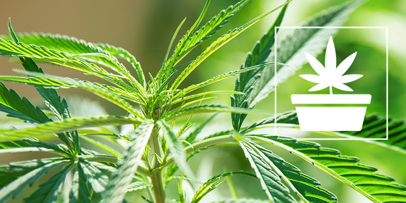 Den vegetative fase i cannabisdyrkning Den vegetative fase i cannabisdyrkning