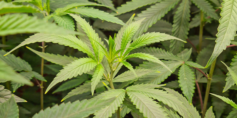 Den vegetative fase: Giv din plante alt, den har brug for at vokse Den vegetative fase: Giv din plante alt, den har brug for at vokse