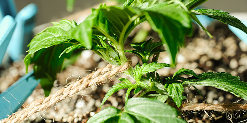 Træning af cannabis i den vegetative fase Training Cannabis During The Vegetative Phase
