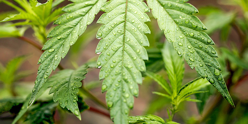 Vanding af cannabis i den vegetative fase Vanding af cannabis i den vegetative fase