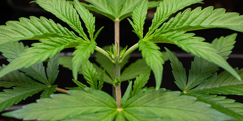 Hvad er den vegetative fase? Hvad er den vegetative fase?