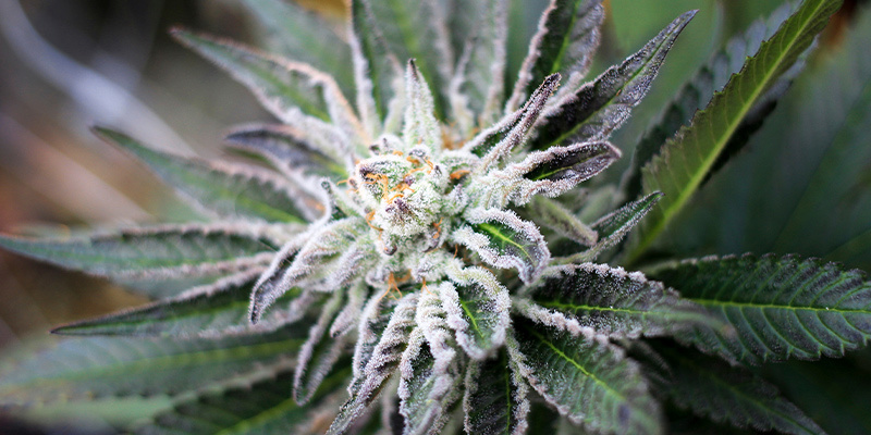 Hvor længe varer cannabis’ blomstringsfase? Hvor længe varer cannabis’ blomstringsfase?