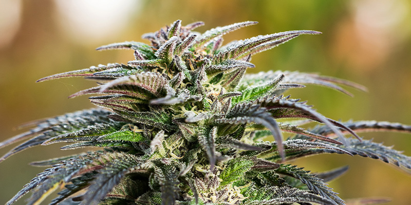 Få styr på cannabissens blomstringsfase Få styr på cannabissens blomstringsfase