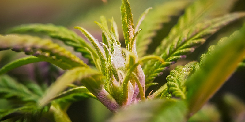 Forblomstring Pre-Flowering