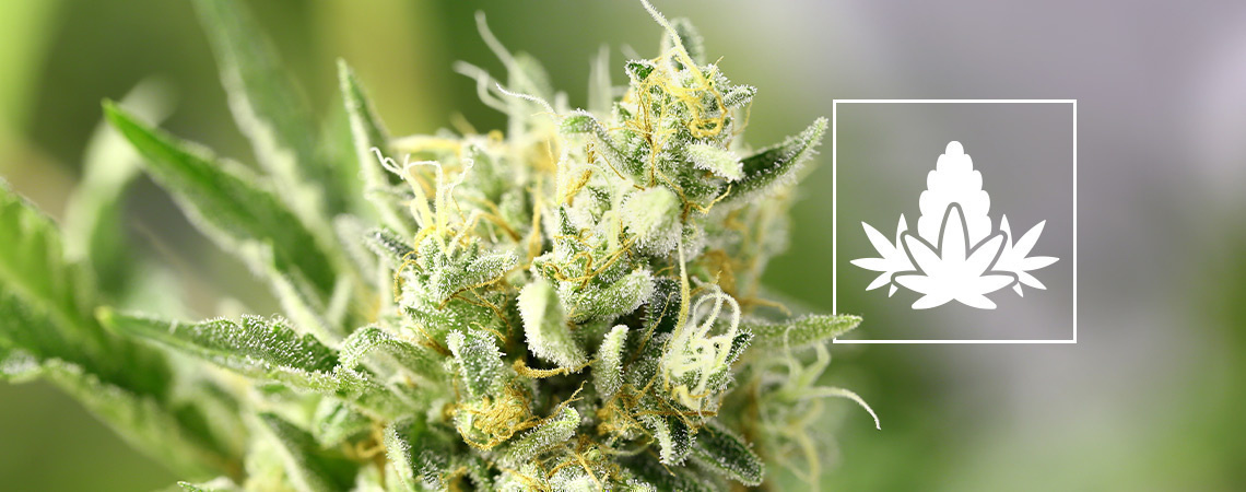 Cannabisdyrkningens blomstringsfase Cannabisdyrkningens blomstringsfase