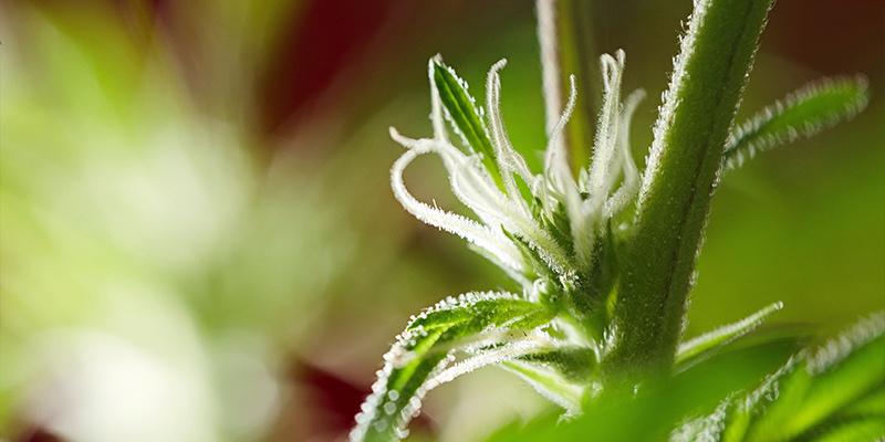 Hvad er blomstringsfasen? Hvad er blomstringsfasen?