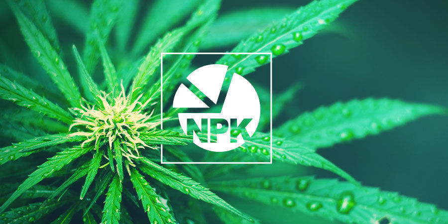 NPK: Hvad er det bedste forhold til at dyrke cannabis NPK: Hvad er det bedste forhold til at dyrke cannabis