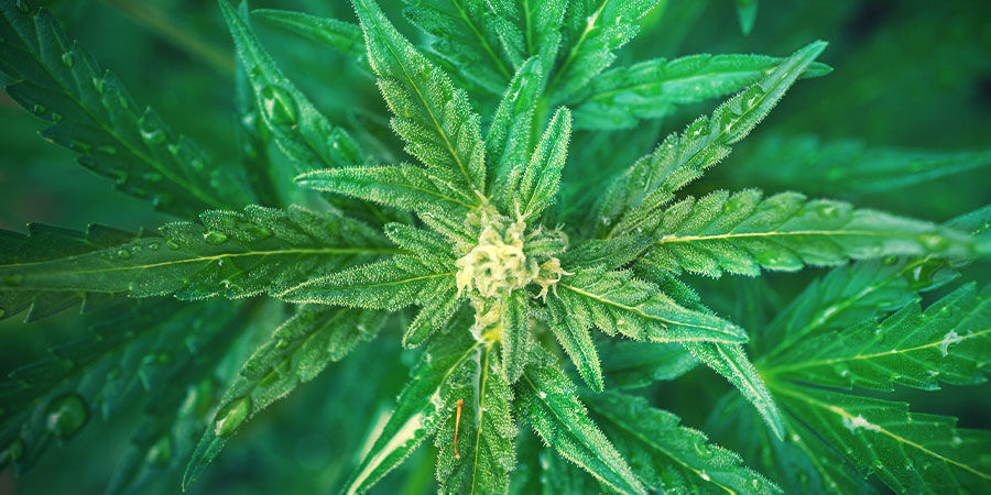 How To Use NPK Fertiliser To Grow Cannabis How To Use NPK Fertiliser To Grow Cannabis