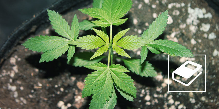 Simpel guide til NPK-gødningsforhold til marihuana Simpel guide til NPK-gødningsforhold til marihuana