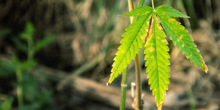 Opdag problemer med cannabisens NPK-forhold Spotting Problems With Cannabis NPK Ratio