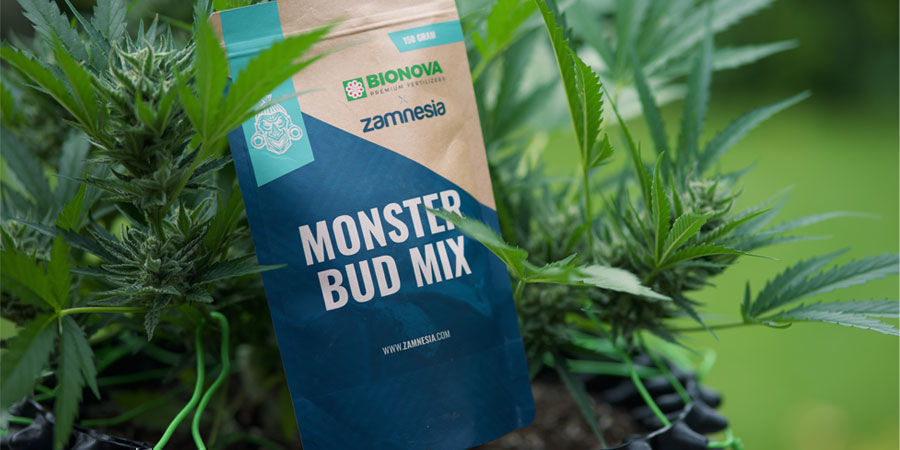 Hvilke næringsstoffer har autoflowering cannabisplanter brug for? Hvilke næringsstoffer har autoflowering cannabisplanter brug for?