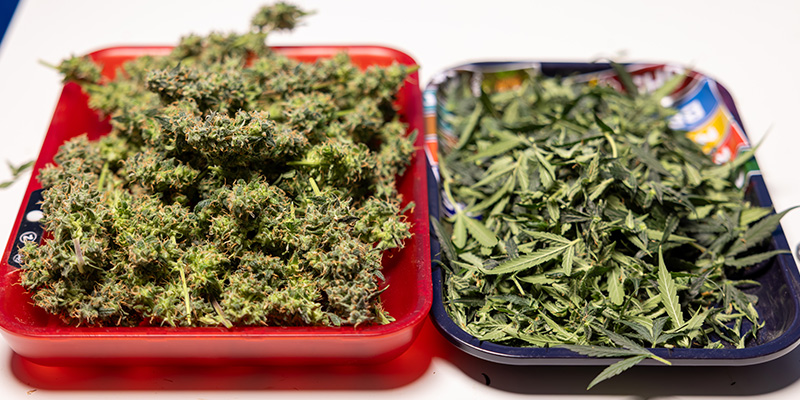 Kan man bruge cannabis-vifteblade og trim? Kan man bruge cannabis-vifteblade og trim?