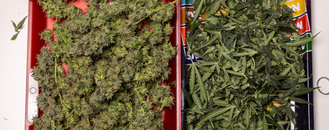 Hvad du kan gøre med overskydende cannabis-vifteblade og trim Hvad du kan gøre med overskydende cannabis-vifteblade og trim