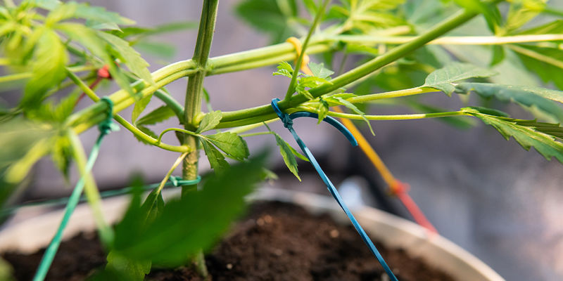 Overvej LST eller ScrOG Overvej LST eller ScrOG