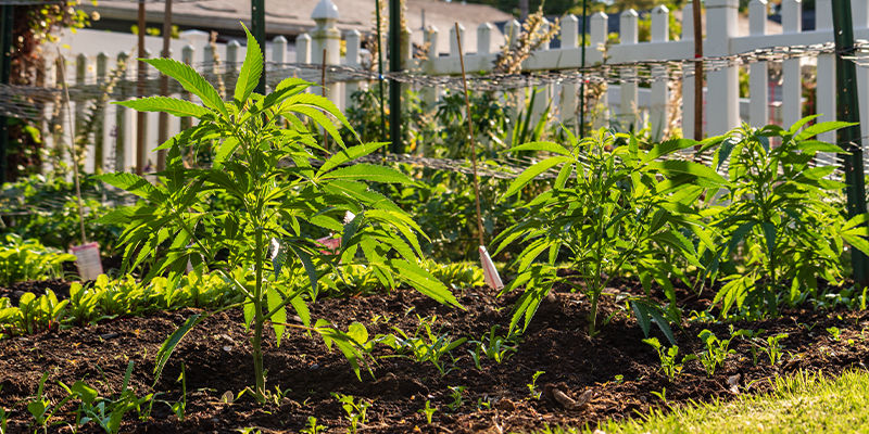 Hvorfor er det vigtigt at camouflere din udendørs cannabishave? Hvorfor er det vigtigt at camouflere din udendørs cannabishave?