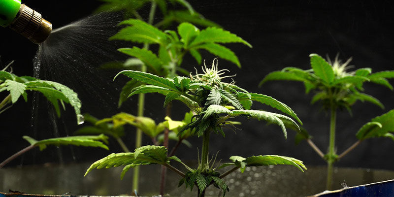 Sådan bruger du neemolie til indendørs cannabisplanter Sådan bruger du neemolie til indendørs cannabisplanter
