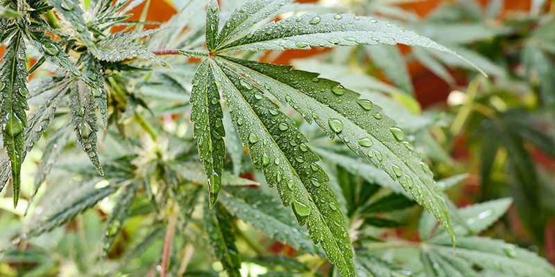 Sådan bruger du neemolie på udendørs cannabisplanter Sådan bruger du neemolie på udendørs cannabisplanter