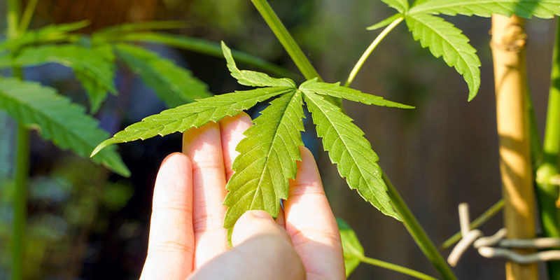 Tips For Using Neem Oil On Cannabis Plants Tips For Using Neem Oil On Cannabis Plants