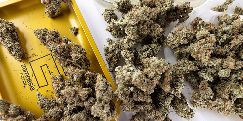 Lad ikke god cannabis blive dårlig Lad ikke god cannabis blive dårlig