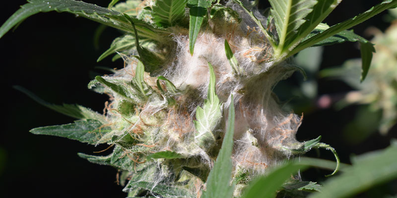 Hvad sker der, hvis du opbevarer cannabis forkert? Hvad sker der, hvis du opbevarer cannabis forkert?