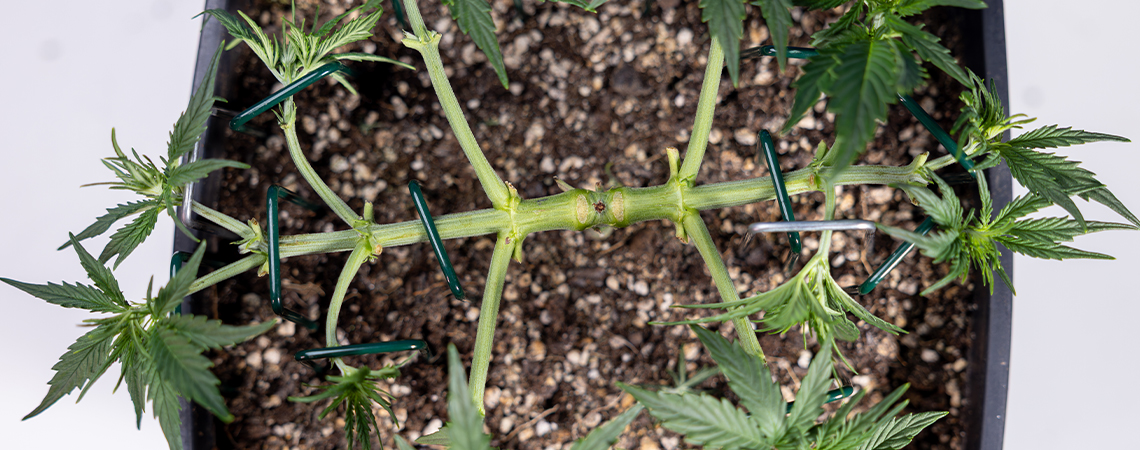 S&aring;dan mainliner du cannabis: En komplet guide til manifolding