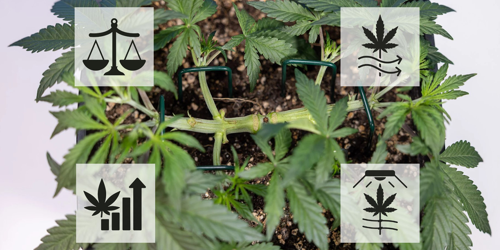 Fordele ved mainlining af cannabis