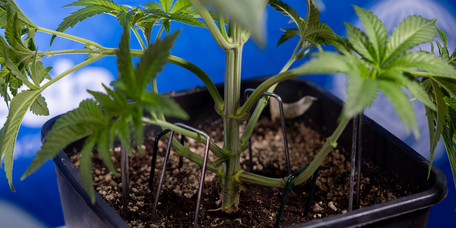 LST
