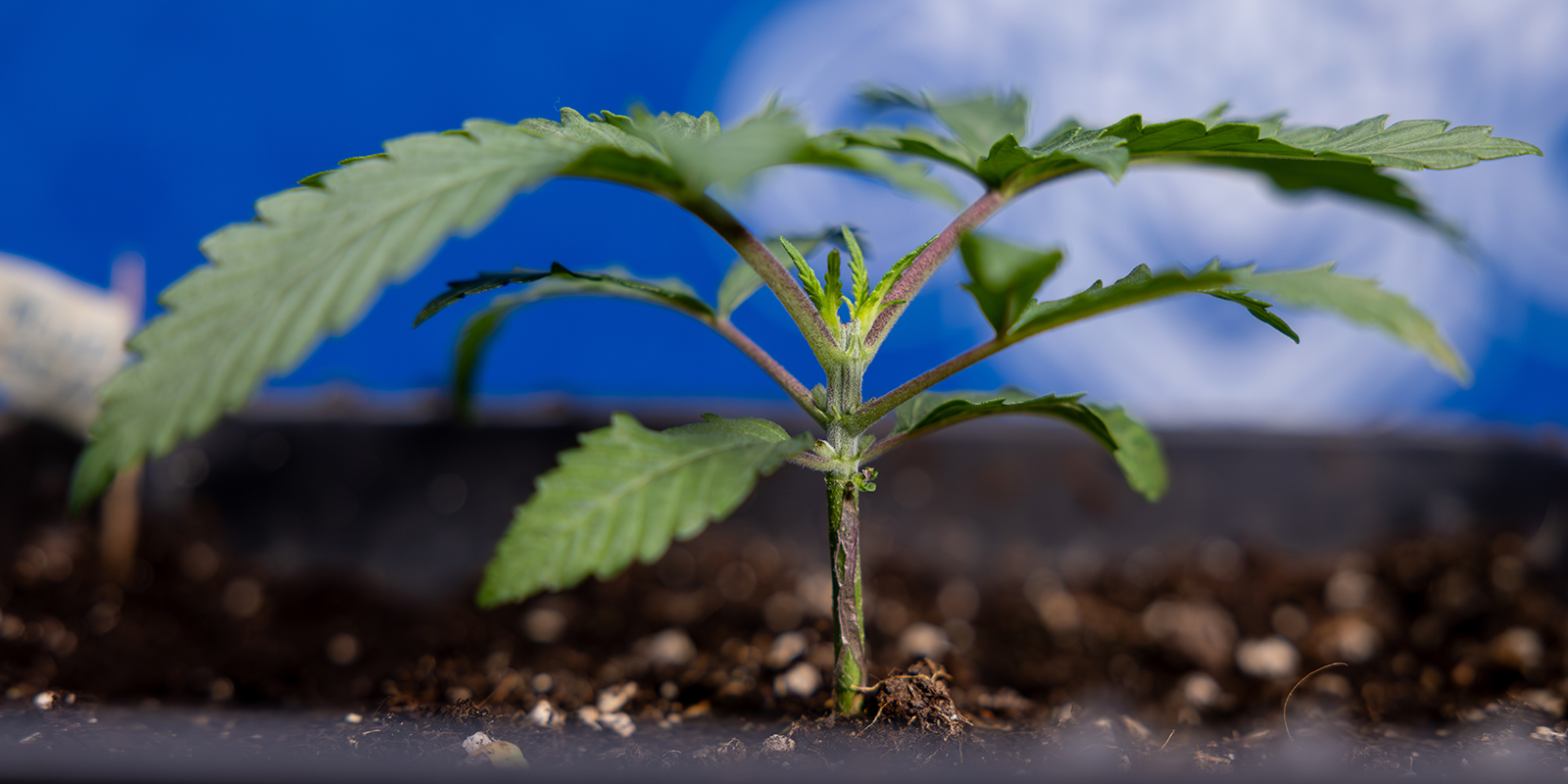 Trin 1: Dyrk planten til 5&ndash;6 knuder