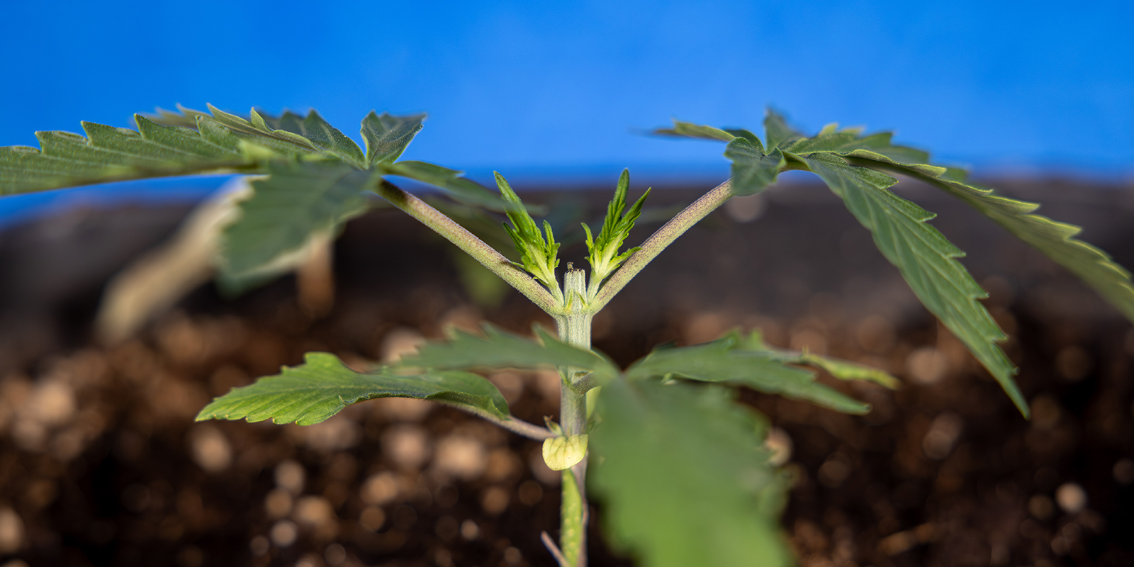 Topping